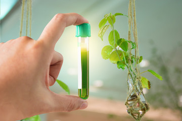 research herbal medicine at lab , test pharmaceutical with Shaker plant growth experiments done in...
