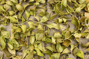 green dry autumn leaves