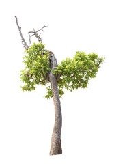 Tree isolated on white