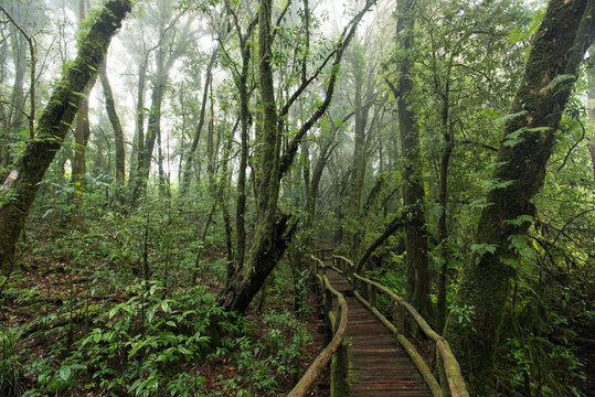 Fototapeta Beautiful rain forest at nature trails Ang Ka Doi Inthanon,Chiangmai in Thailand