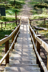 wooden boardwalk in bog