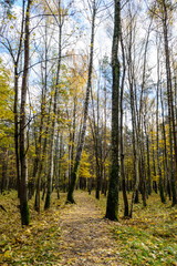 Obraz premium autumn colored trees in the park