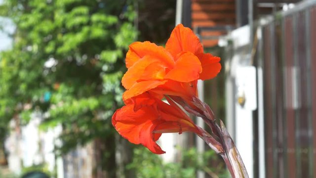 Closeup Canna Lily Flower