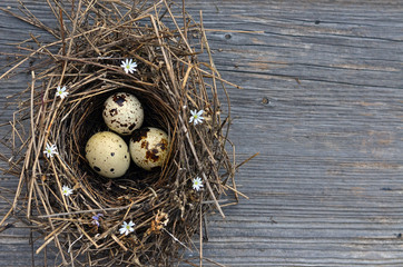 Birds eggs in nest on rustic wooden background