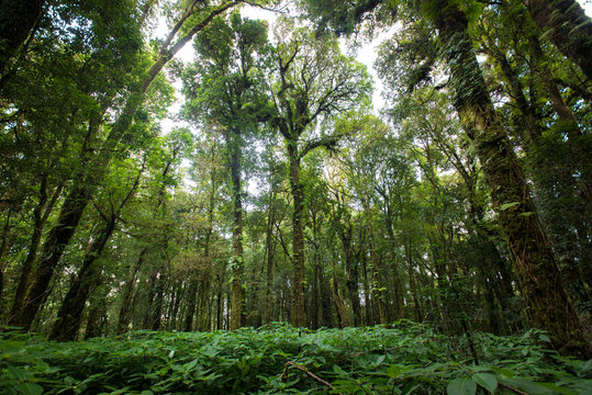 evergreen forest on the slopes of the mountains at doiinthanon national park, Thailand