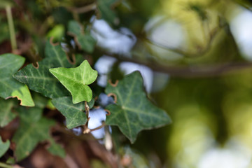The concept of macro beauty of flowers LXVI / The colorful beauty of nature