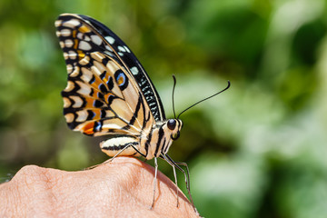 Obraz na płótnie Canvas Lime butterfly (Papilio demoleus)