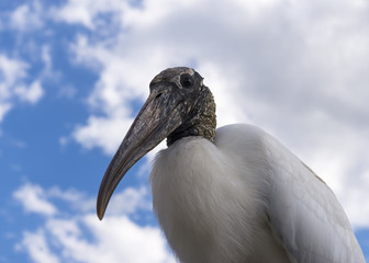 Wood Stork