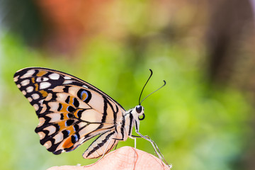 Lime butterfly (Papilio demoleus)