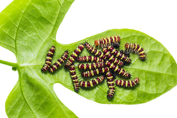 Group of middle instar Leopard Lacewing (Cethosia cyane) caterpillars