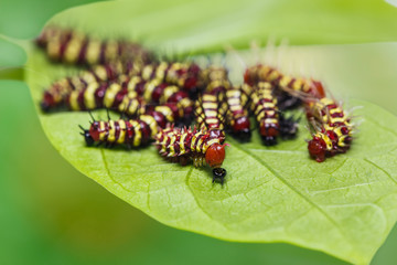 Group of middle instar Leopard Lacewing (Cethosia cyane) caterpillars