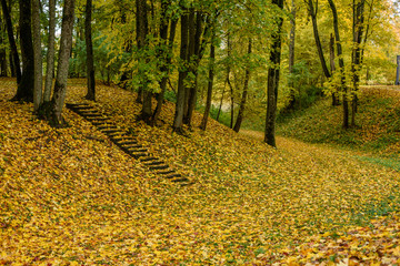 Obraz premium autumn colored trees in the park