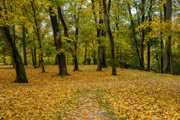 autumn colored trees in the park
