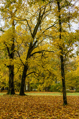 autumn colored trees in the park