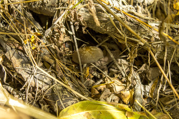 autumn mushroom