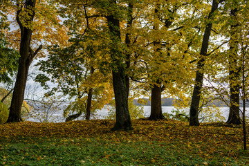autumn colored trees in the park