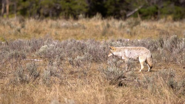 Coyote slowly walking while it is listening for gophers it is hunting.