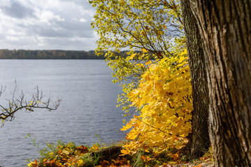 autumn colored tree leaves background pattern by the river