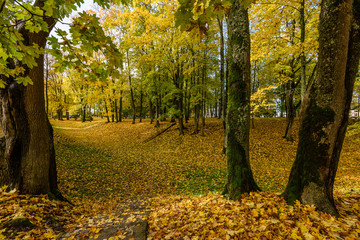 autumn colored trees in the park