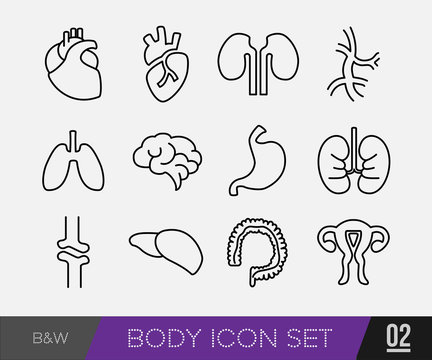 Medical Body Icon, health and healthcare icons and data elements, infographic heart, brain , kidney and other human organs symbols