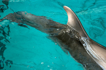 Dolphins in captivity
Horizontally view from above. Dolphis swim in turquoise water, showing back...
