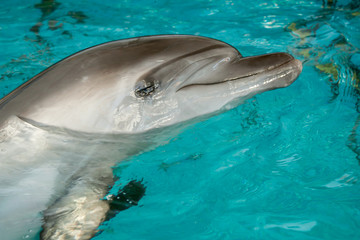 Fototapeta premium Dolphin in captivity Horizontally. Dolfin stuck his head out of the turquoise water and looked at the viewer.