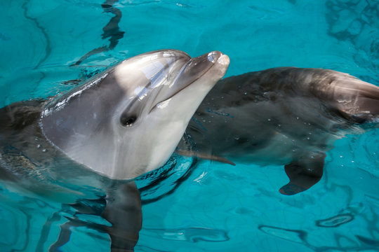 Dolphins in captivity
Horizontally. Dolfin stuck his head out of the turquoise water and looked at the viewer.Another dolphin swims in the water.
