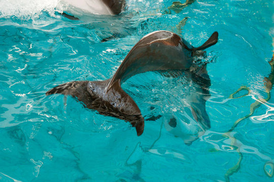 Dolphin in captivity
Horizontally. Dolphin dived into the turquoise water with his tail to the viewer
