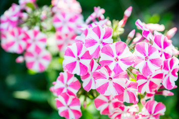 Blooming phlox 