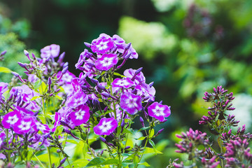 Blooming phlox 