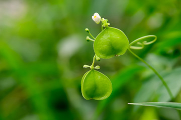 seeds on tree