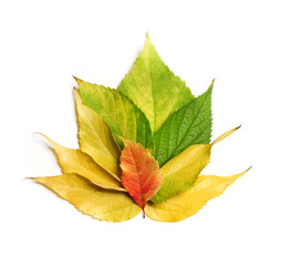 Bright autumn leaves.
