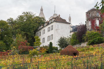 Paris, vineyards of Montmartre in autumn, nature in the city
