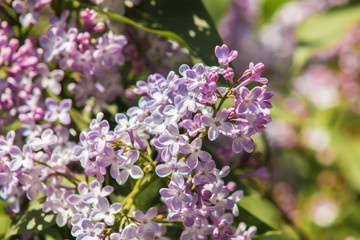 beautiful violet lilac on a background of green leaves closeup