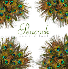 Peacock feathers on white background.
