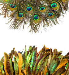 Peacock feathers on white background.
