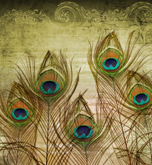 Peacock feathers
