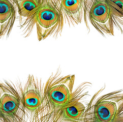 Fototapeta premium Peacock feathers on white background. 