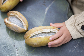 Child's hand to touch Akebia