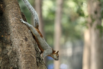 Ardilla bajando