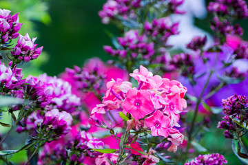 Blooming phlox in the garden. Shallow depth of field.