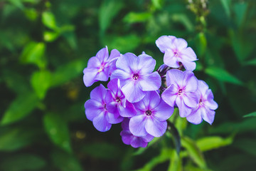 Blooming phlox in the garden. Shallow depth of field.