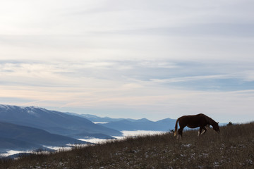 A backlit horse, eating grass, on top of a mountain, with some distant and misty mountains on the background
