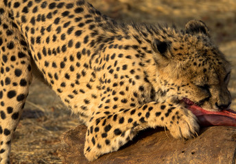 Fototapeta na wymiar Gepard beim Fressen, Namibia