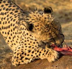 Afrikanischer Gepard, Namibia
