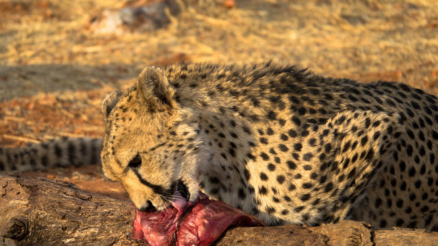 Gepard beim Fressen, 