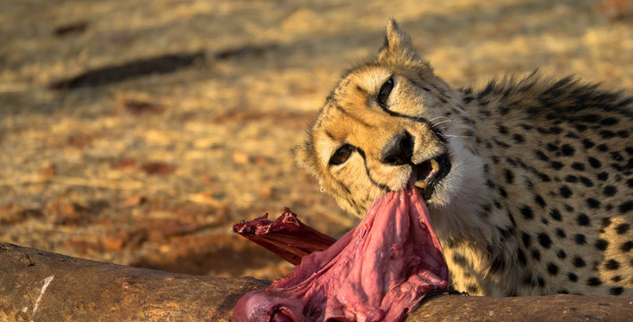 Gepard mit seiner Beute, Namibia