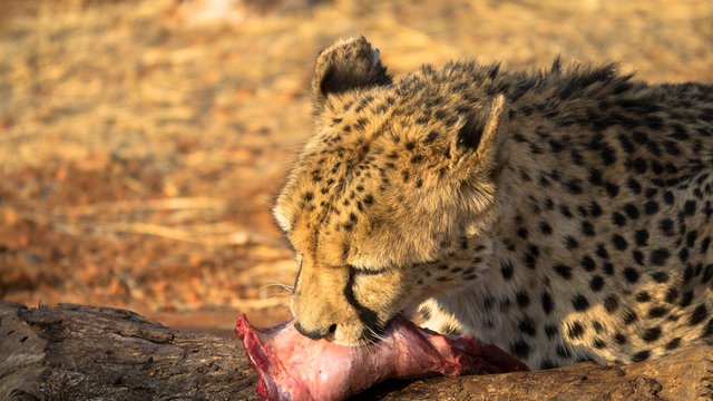 Gepard, freilebend in Namibia