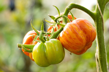 fresh tomatoes plants in the garden.