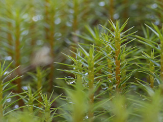 Bog haircap moss, Steifblättriges Frauenhaar, Widertonmoos (Polytrichum strictum)